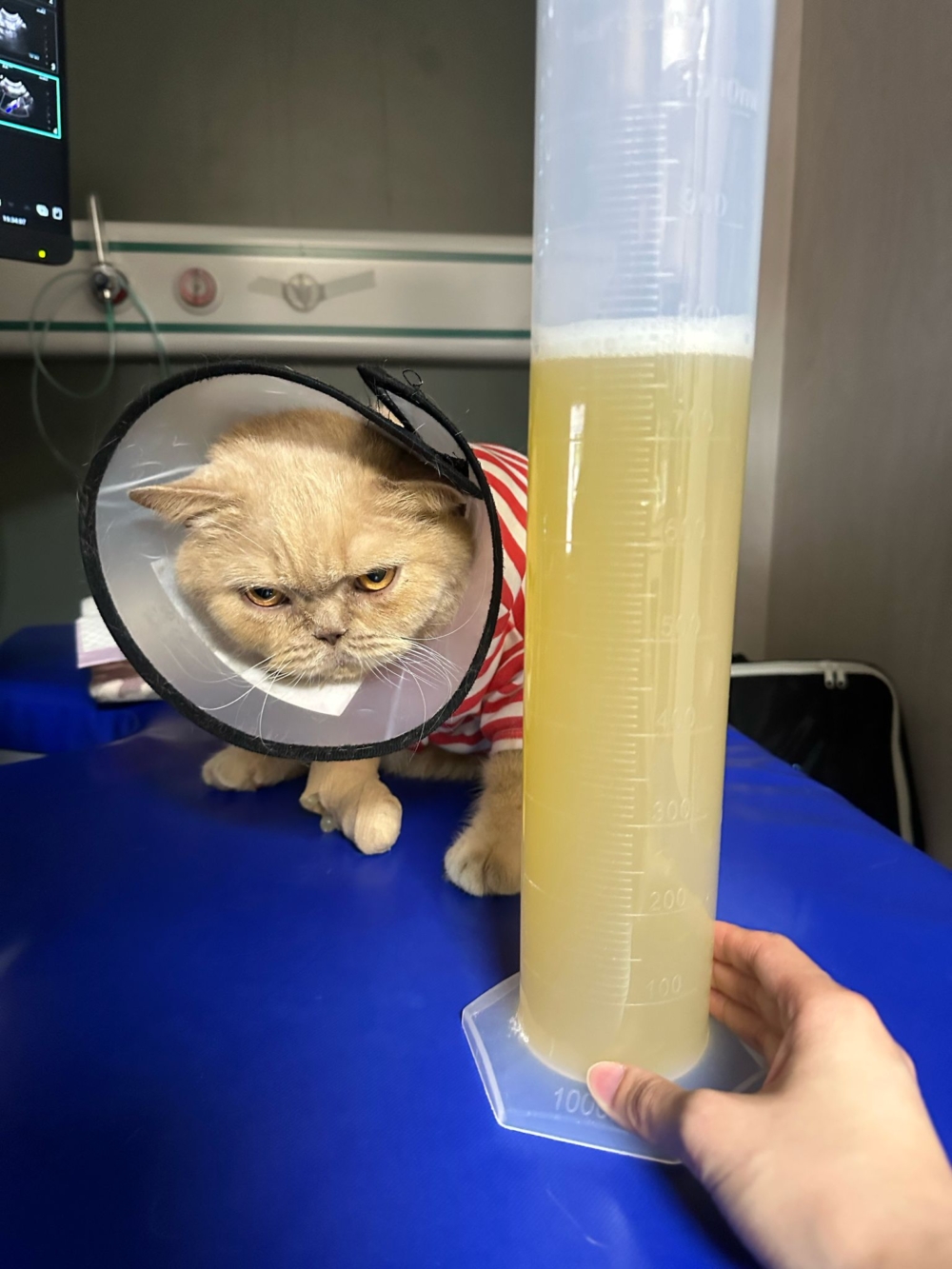 「包包」因為尿道阻塞而送到WeHUG，最後竟收集到多達800毫升尿液！