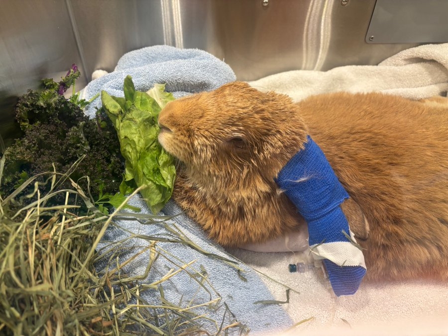 Alex最終還是沒有戰勝病魔，永遠離開了我們。