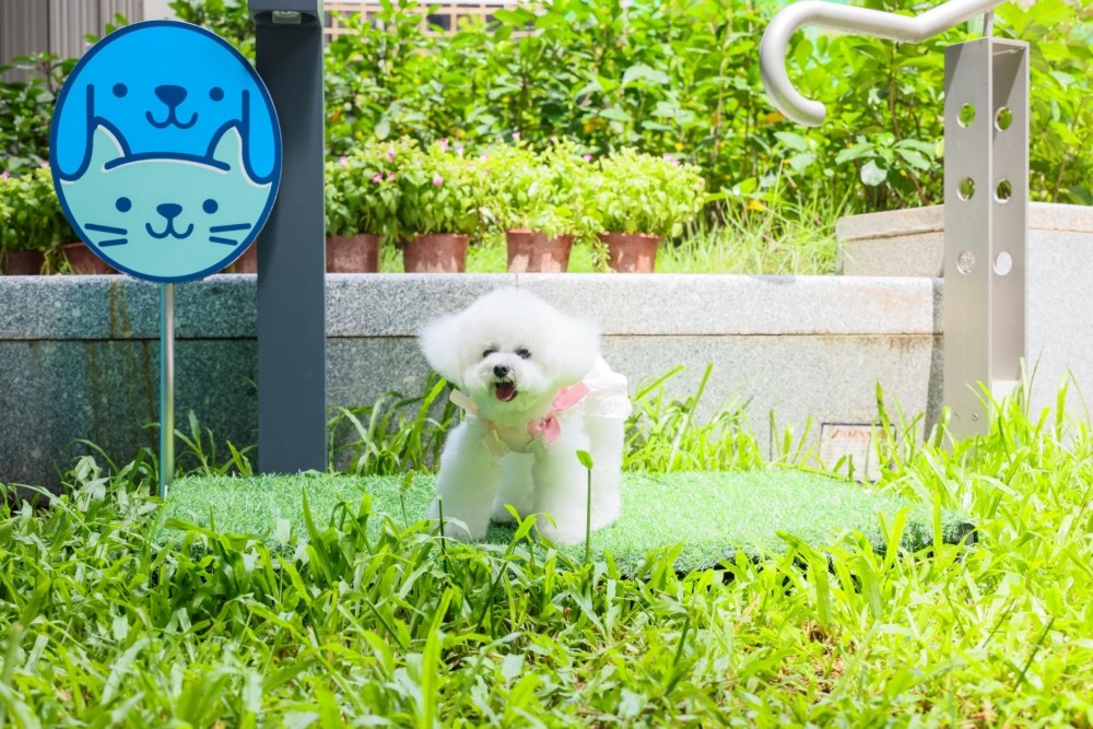 戶外貓狗友善草地。