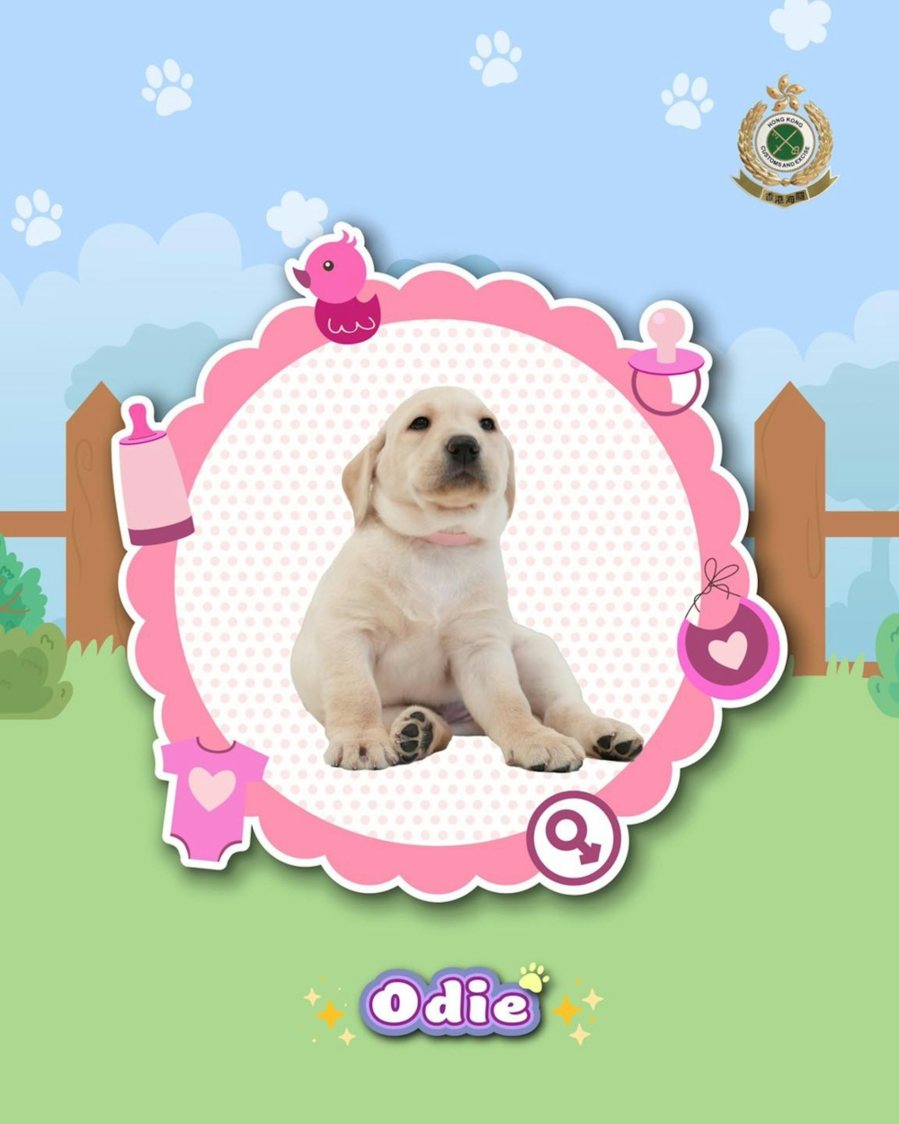 領犬員們每天會透過遊戲和讚賞的正向強化方式訓練牠們，培養靈敏的五官感知，同時降低幼犬對陌生環境與他人的敏感度。