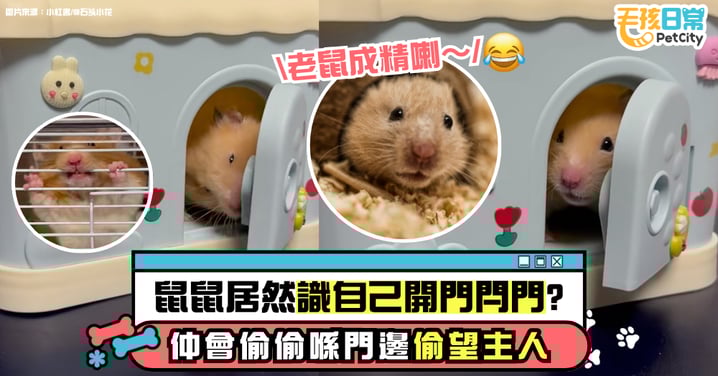 鼠鼠竟然會自己開關門？門禁SOP超嚴格 飼主偷開門竟被發出「吱吱」聲開噴！
