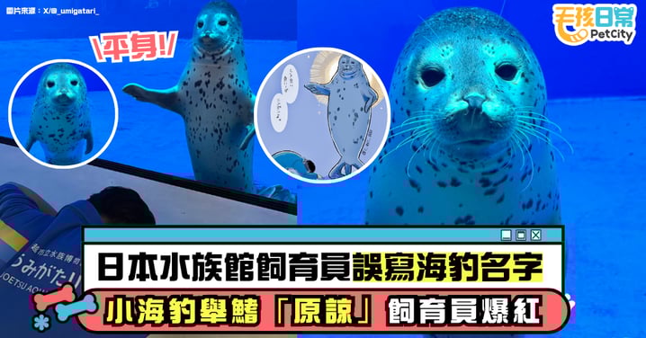 寫錯名字引發「土下座道歉」事件 日本海豹舉鰭「原諒」飼育員引發3千萬點擊!