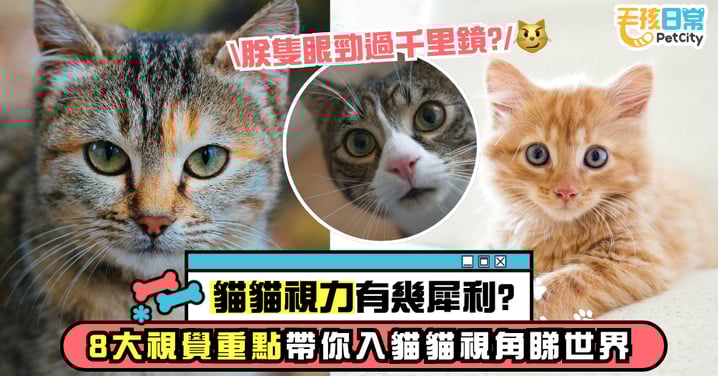 貓咪的視力有多厲害？8個視覺特性帶你看懂「貓眼世界」！