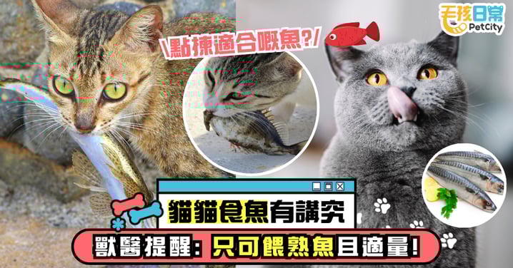 貓咪鍾意食魚?獸醫提醒:只可餵熟魚且適量!教你正確挑選與餵食方式