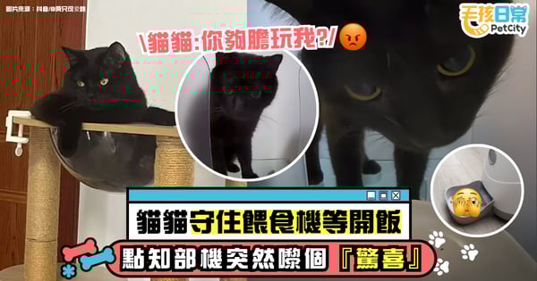貓咪守著餵食機苦等開飯 結果餵食機竟給牠來了一個「驚喜」！牠當場愣住不動【有片】