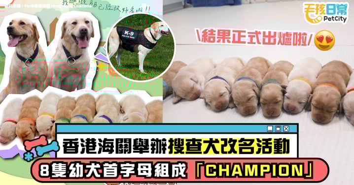 香港海關舉辦搜查犬命名活動 8隻幼犬首字母組成「CHAMPION」!