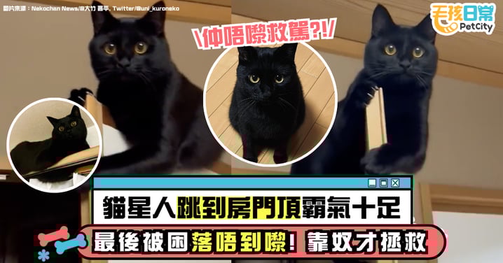 貓星人跳到房門頂霸氣十足 最後被困落唔到嚟! 靠奴才拯救!