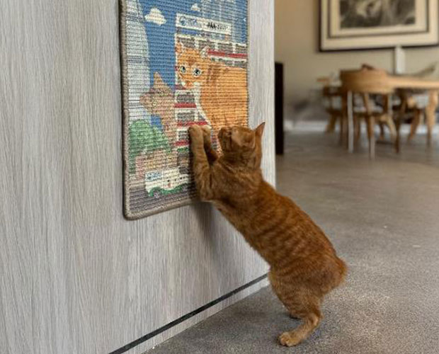 SPCA x HKJC 愛協貓貓夏日祭8月登場