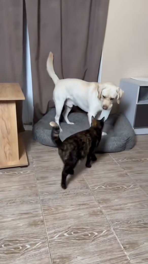 汪：你過來幹嘛？