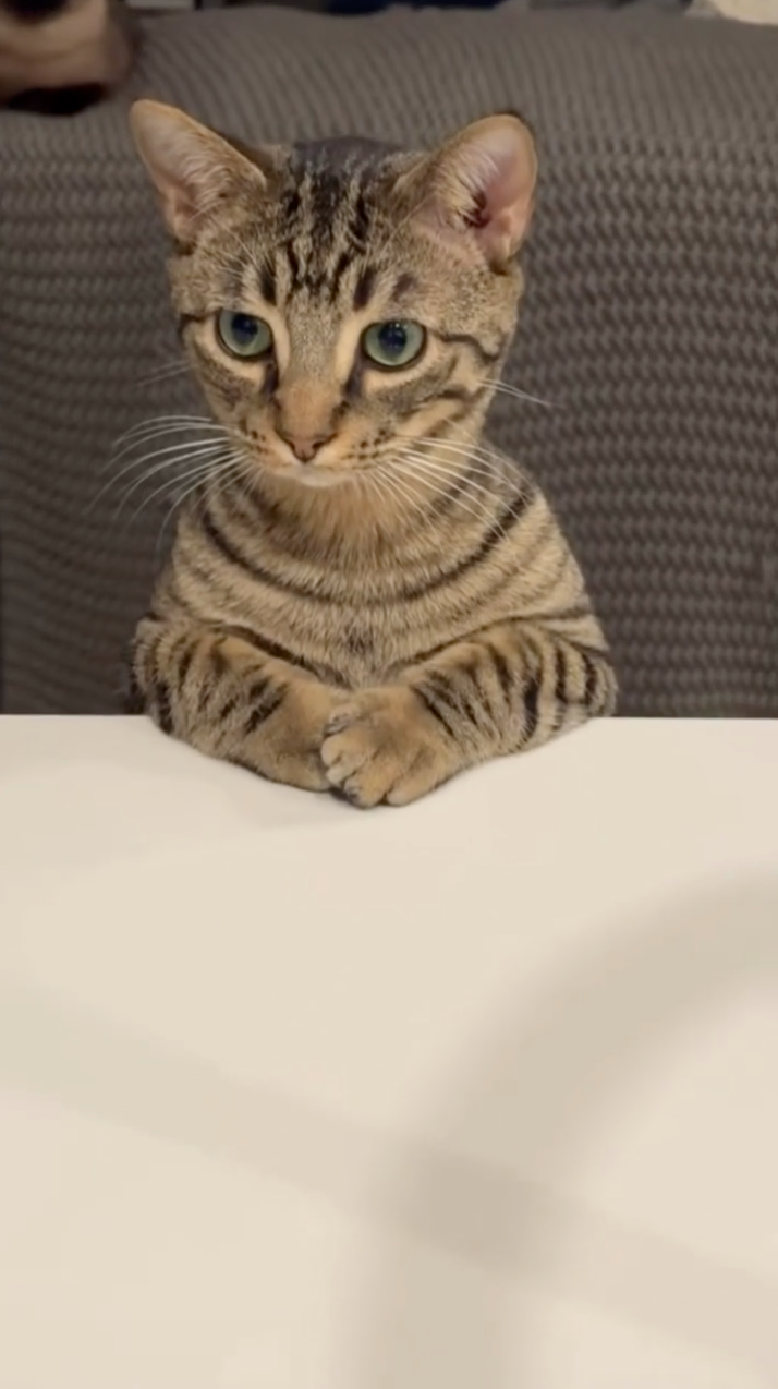 像一個有禮貌的小學生。