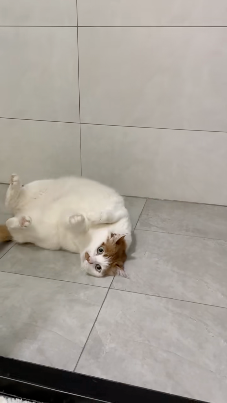 喵：怎樣？人家會飄移喔！