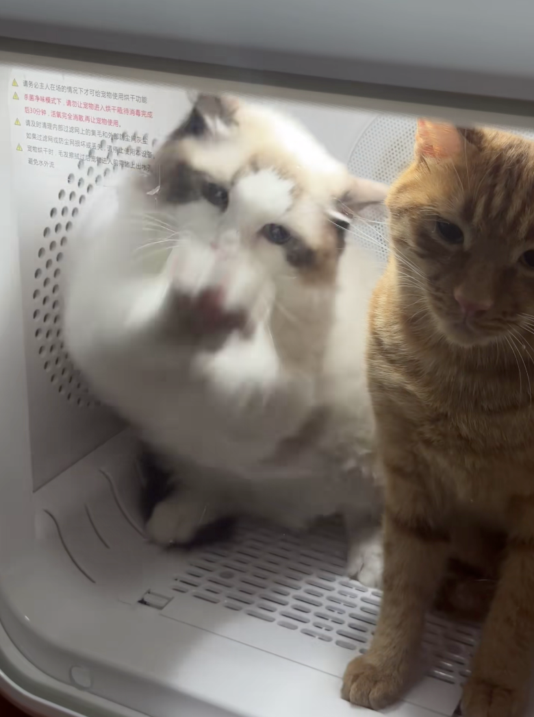 大橘在隔壁一臉無奈。