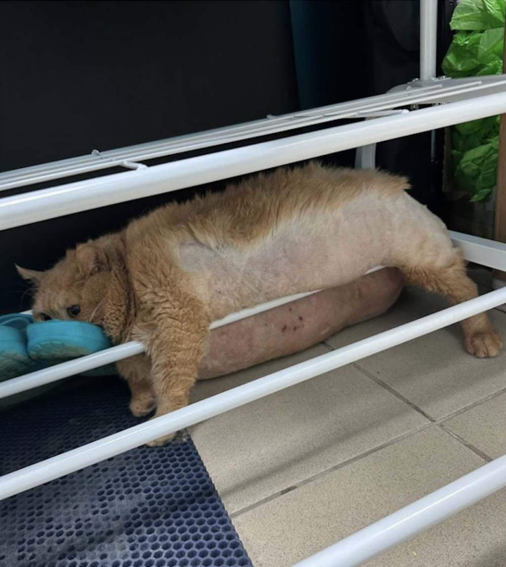 Kroshik最終因體內多處腫瘤導致多器官衰竭而離世。