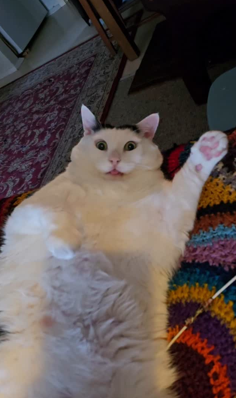 Ben的叫聲成為跨語言的「迷惑通用語」。