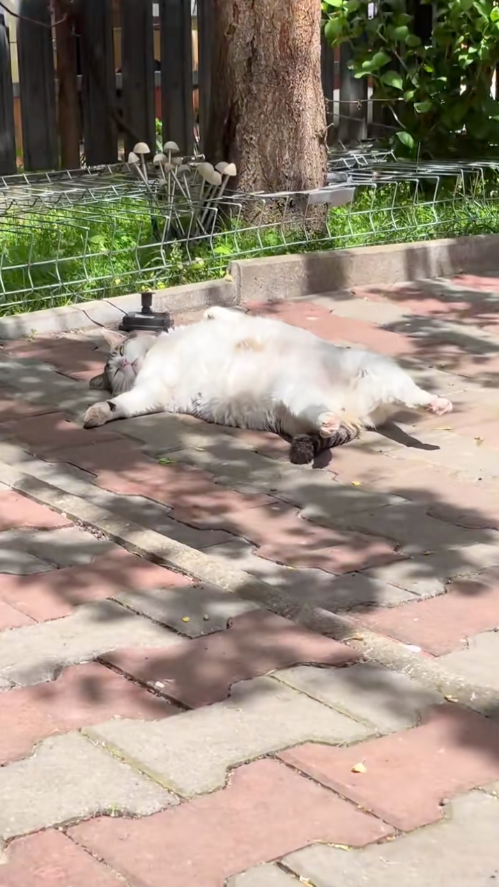 路上發現了一隻大肥貓！