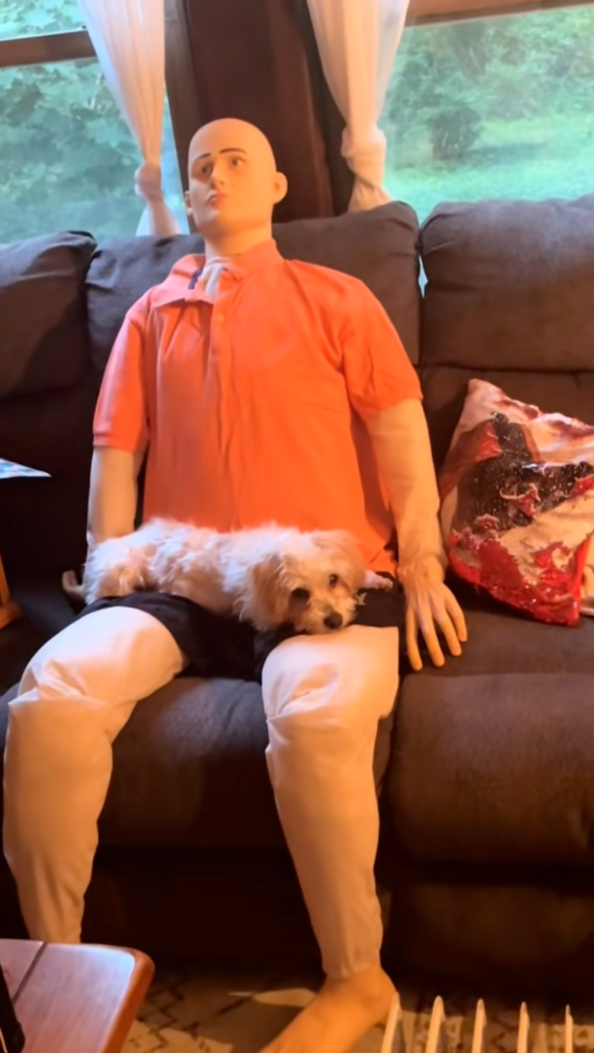 為了安撫愛犬情緒，飼主嘗試過抗焦慮藥、開電視分散注意力，甚至找其他動物作伴，但全都失敗收場。