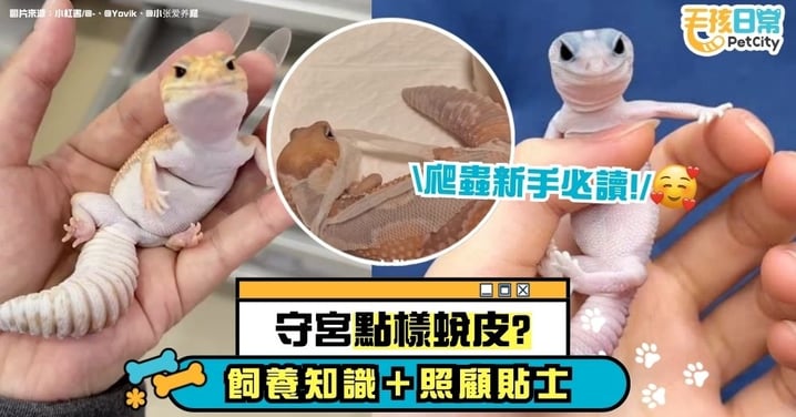 守宮怎麼蛻皮？飼養知識、過程詳解、照顧重點 爬蟲新手必讀！