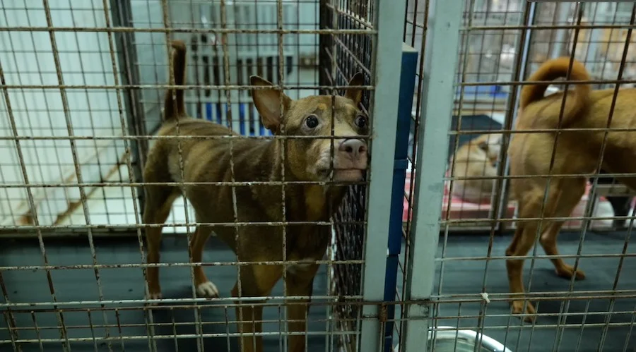 《毛家》將於2025年8月21日正式上映。