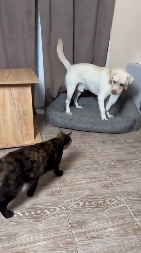 貓咪先是慢條斯理的走過去狗狗面前。