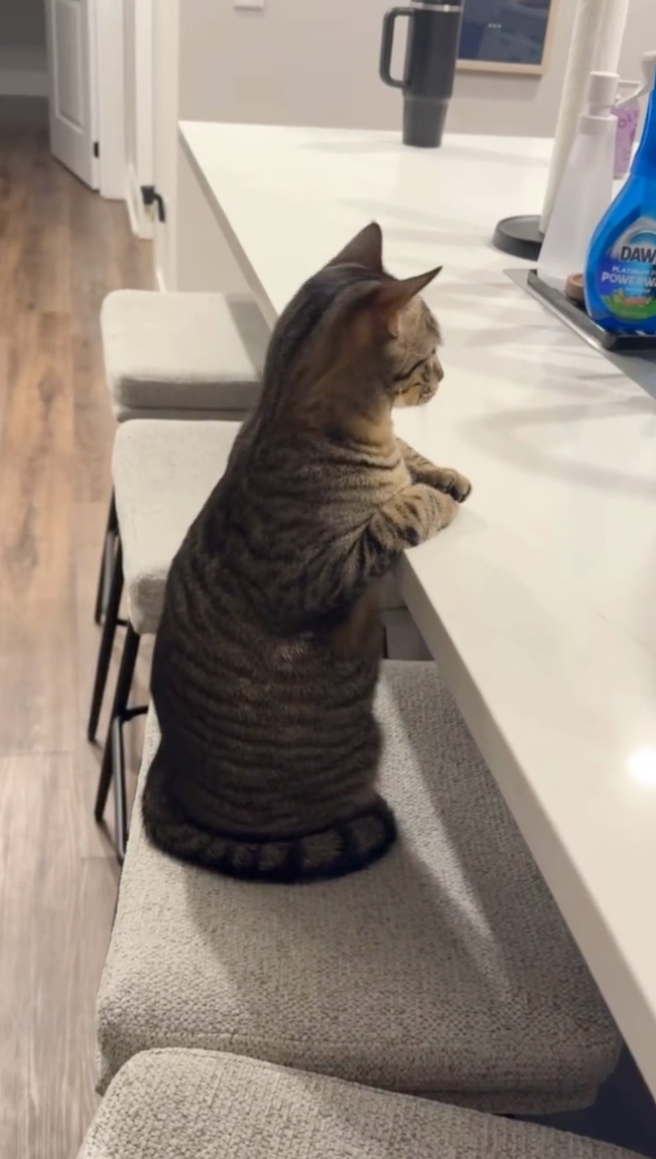 尾巴還是盤起來的欸！