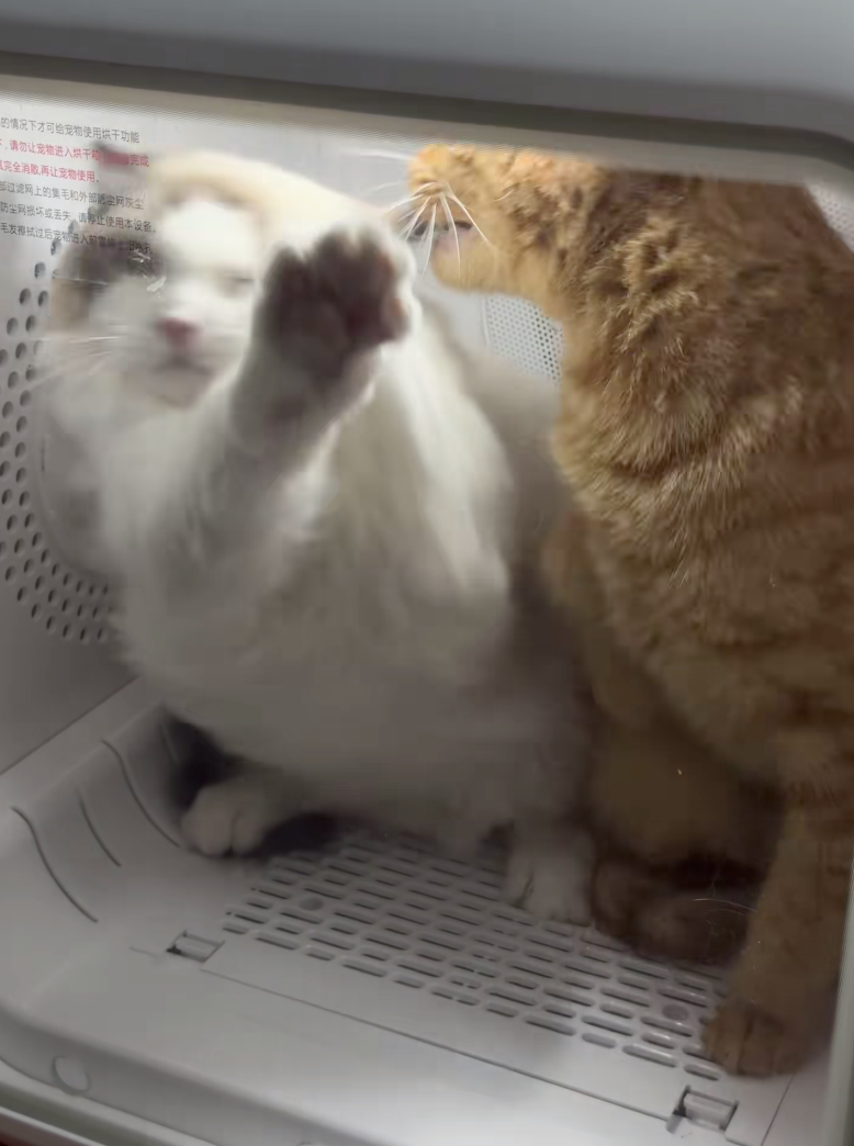 大橘：夠啦你！