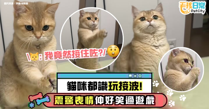 原來貓咪也會打接球？一來一回接住鈴鐺　震驚表情比遊戲更好笑！