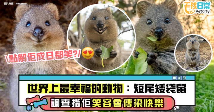 短尾矮袋鼠為什麼總在微笑？「世界最幸福的動物」Quokka 調查指笑容具有傳染快樂的魔力