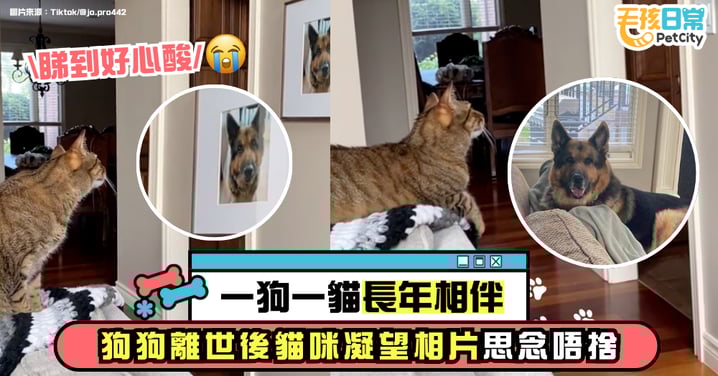 德國牧羊犬離世 虎斑貓凝望照片思念不捨 感人畫面惹哭網友