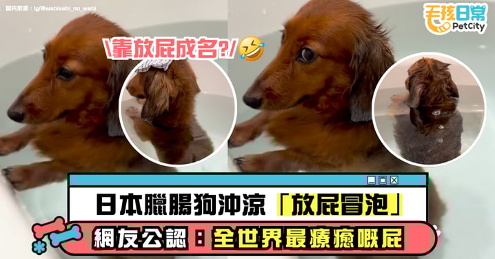 日本臘腸狗洗澡放屁影片爆紅 單段點擊突破5,000萬次