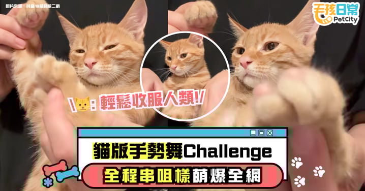 小貓跳「刀馬刀馬手勢舞」!跩跩表情萌翻全網【有片】