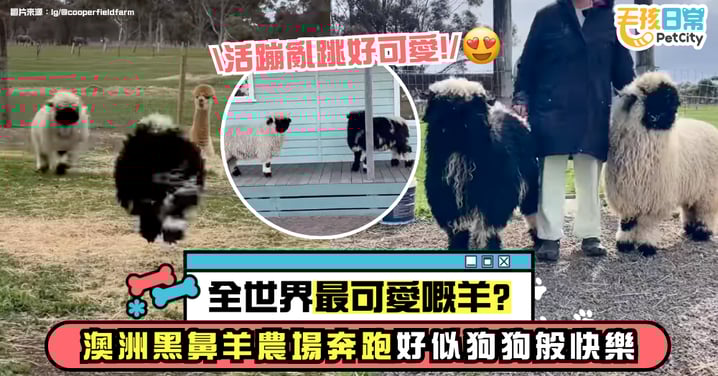 澳洲稀有瓦萊黑鼻羊超萌現身!像小狗一樣撒歡奔跑惹人愛