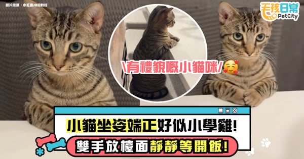 小貓坐姿端正似小學雞！雙手趴台靜靜等候　主人笑言：牠在等投餵
