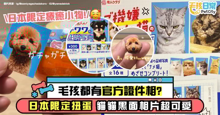 毛孩的「官方證件照」?日本限定扭蛋 貓咪臭臉證件照爆笑又療癒