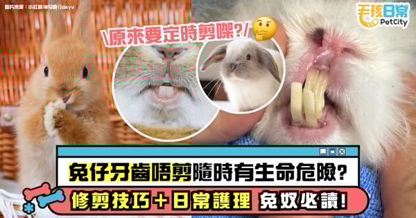 【兔子牙齒】兔仔牙齒不剪會致命？修剪方法＋護牙日常懶人包一次看！
