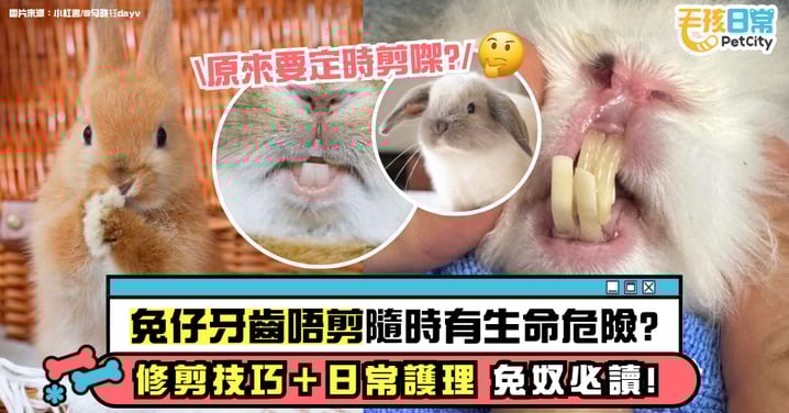 【兔子牙齒】兔仔牙齒不剪會致命？修剪方法＋護牙日常懶人包一次看！