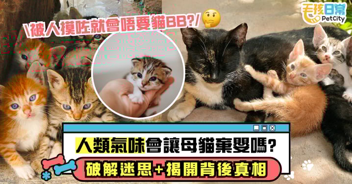 人類氣味會讓母貓棄嬰嗎？獸醫揭背後原因 路遇小奶貓先觀察還是先救援？