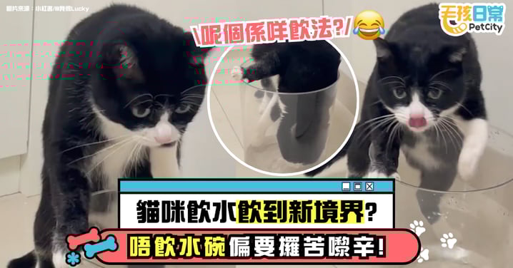 主子喝水有新玩法？放棄水碗挑戰高難度水桶　姿勢像極特技表演！