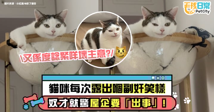 眼神太狡猾！貓咪每次壞笑　奴才都覺得家裡要出事！