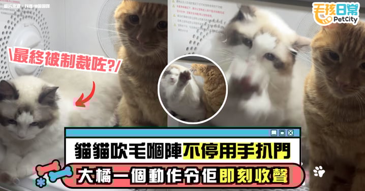 布偶貓吹毛好唔安份 大橘黑面忍耐 最後一個動作令對方即刻收聲!【有片】