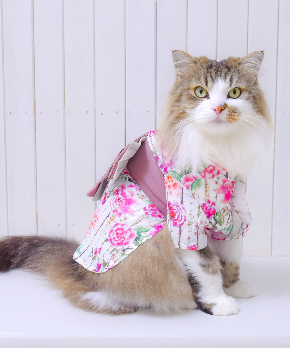 每日限量萌寵紀念品派發