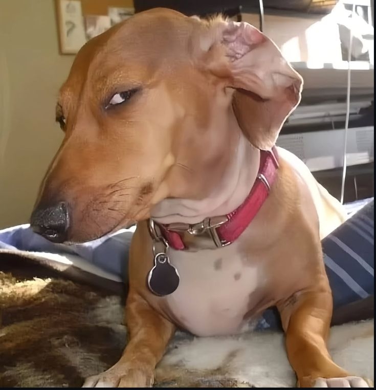 「狗眼看人低」是真的！