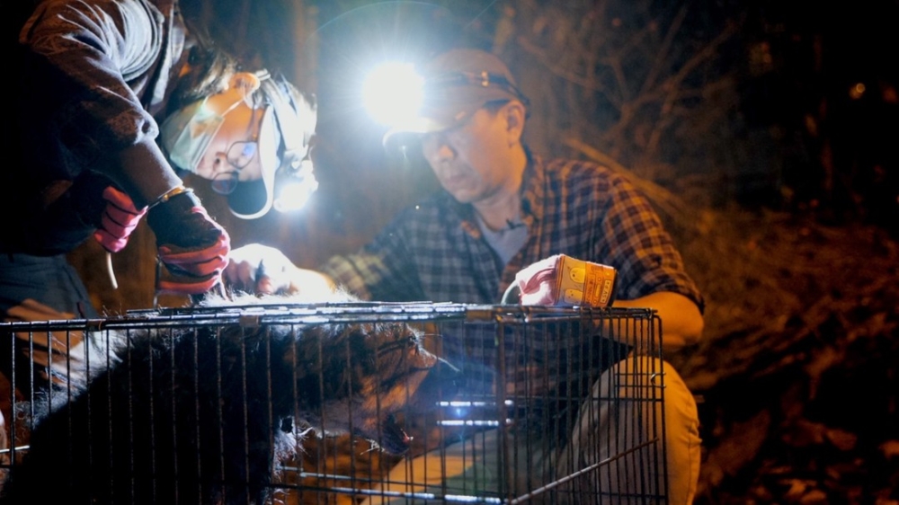 《毛家》紀錄了超過四十隻流浪狗的救援過程。