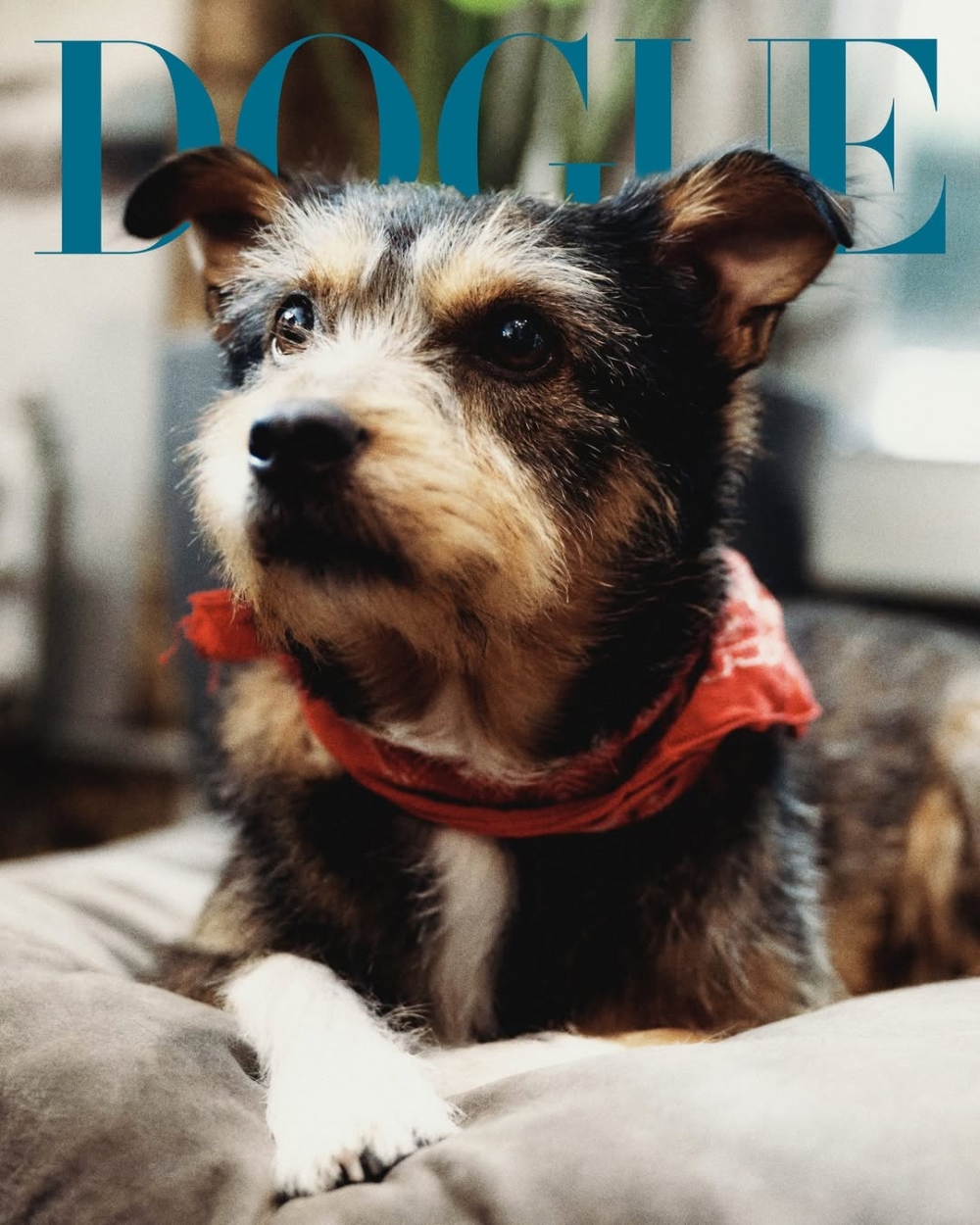 寵物主人為毛孩打造高時尚造型，配合專業攝影與雜誌風格設計，形成一股全球性的 viral 趨勢。