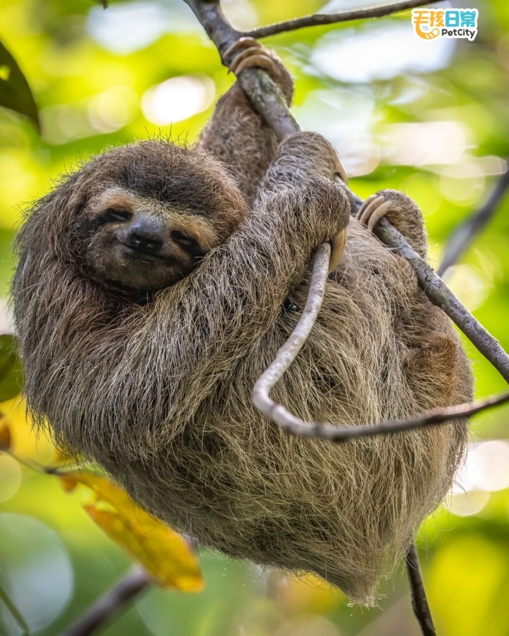 樹懶從來不急、不快，卻在自然界活得穩穩當當！