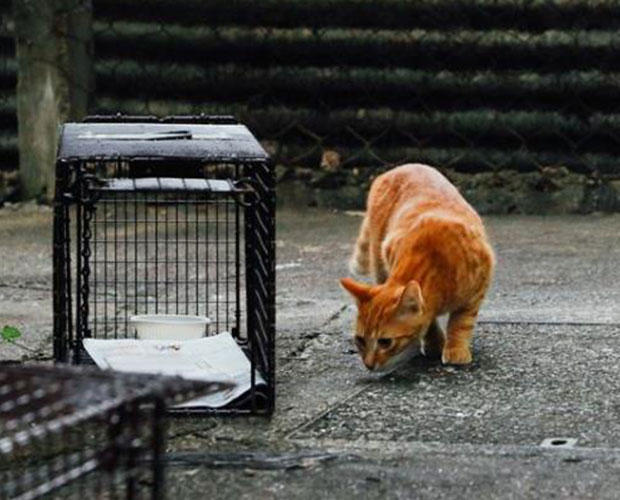 SPCA x HKJC 愛協貓貓夏日祭8月登場