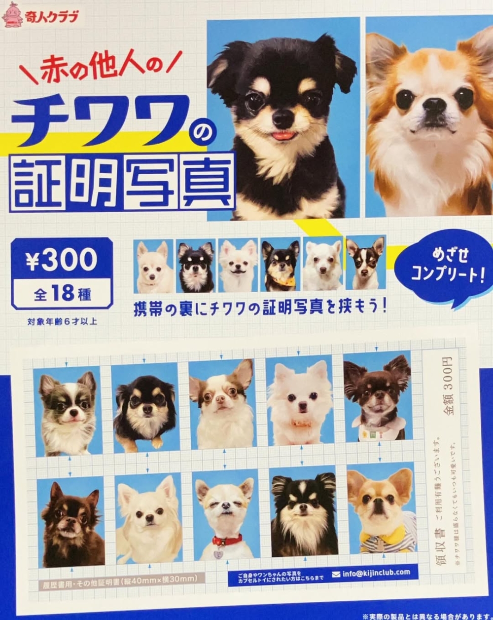 吉娃娃：緊張兮兮的神情。