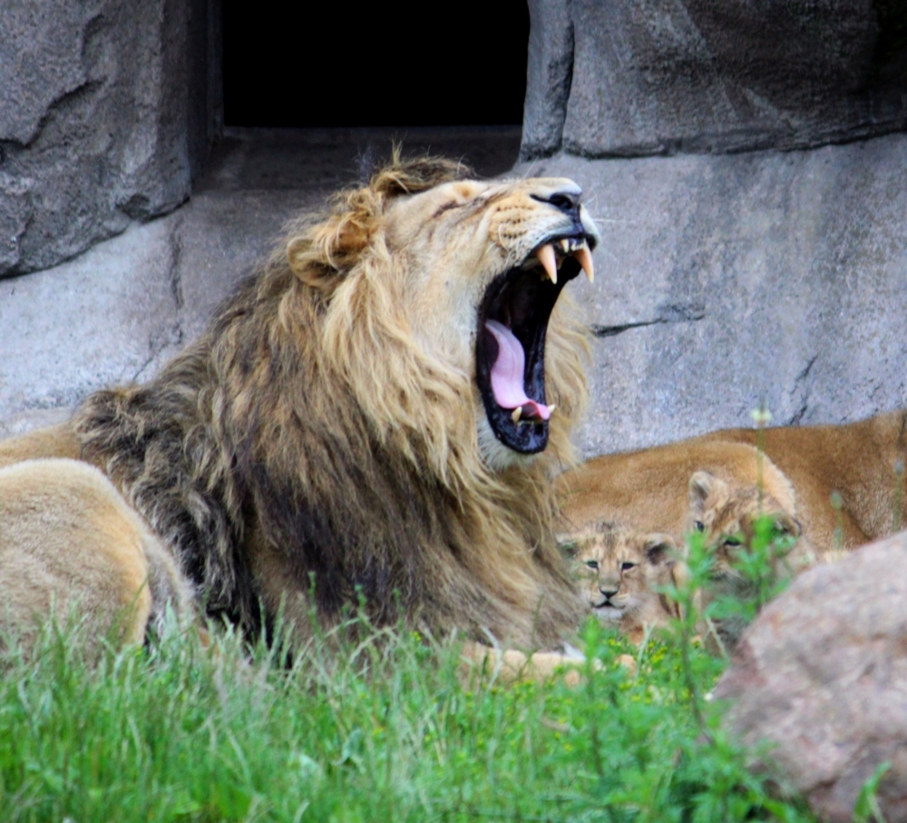 儘管做法引起爭議，園方強調，這在丹麥屬普遍現象，並獲不少遊客與合作夥伴認同，認為這是讓必須安樂死的動物發揮最大價值的方式。 