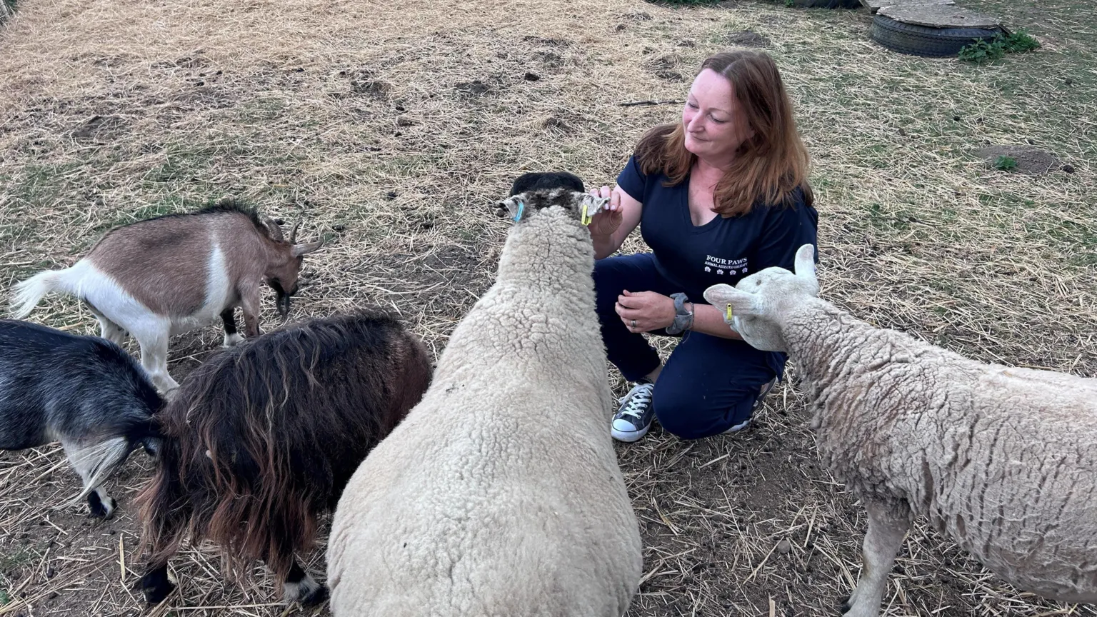 溫馴的動物相處有助於舒緩孩童的焦慮和自我懷疑情緒。
