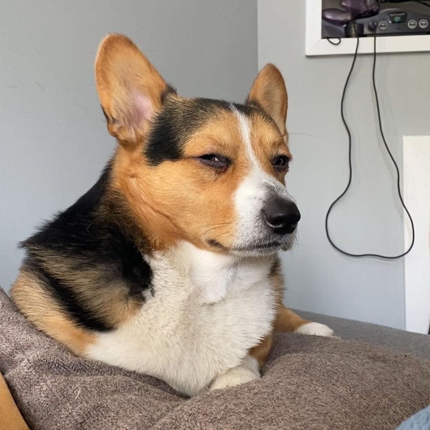 狗狗會選「有本事」的人！