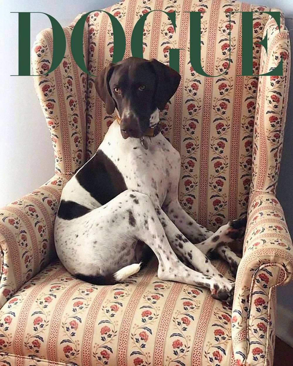 各大精品品牌如 Gucci、Prada、Moncler 已相繼推出寵物系列。